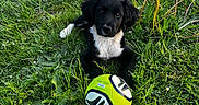 Aïko participe au concours pour gagner de l'argent avec cette photo : animal, black_and_white, closeup, cute, dandelion, daylight, dog, field, flora, grass, greenery, leaf, nature, outdoor, pet, playful, puppy, soccer_ball, summer, young_dog