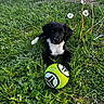 puppy, dog, black_and_white, grass, soccer_ball, dandelion, outdoor, nature, playful, animal, greenery, young_dog, field, flora, pet, cute, summer, daylight, leaf, closeup