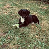 puppy, dog, grass, tennis_ball, outdoor, greenery, black_and_white, animal, pet, nature, playful, young, laying_down, fur, leaf, shrub, garden, relaxed, canine, summer