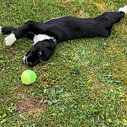 Aïko participe au concours pour gagner de l'argent avec cette photo : active, alert, animal, black_and_white, canine, daylight, dog, field, fun, grass, green, lying_down, nature, outdoor, pet, playful, stretching, summer, tennis_ball, young_dog