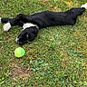 active, alert, animal, black_and_white, canine, daylight, dog, field, fun, grass, green, lying_down, nature, outdoor, pet, playful, stretching, summer, tennis_ball, young_dog