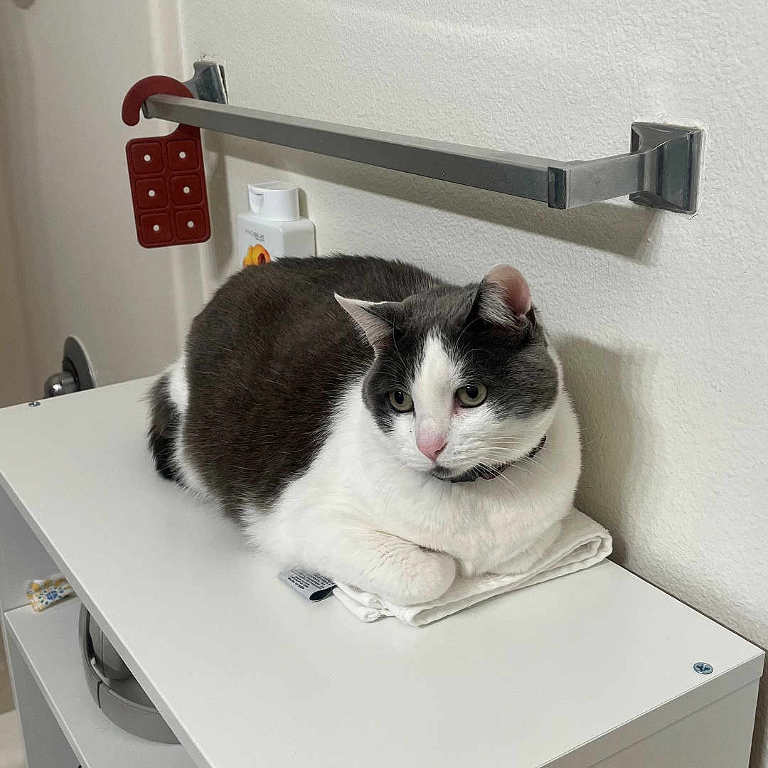Meena is registered to the contest to win money with this photo: bathroom, cat, clean, collar, compact, curious, domestic_cat, ears, eyes, folded_towel, fur, furniture, gray_and_white, indoor, pet, quiet, resting, shelf, toiletries, white_wall