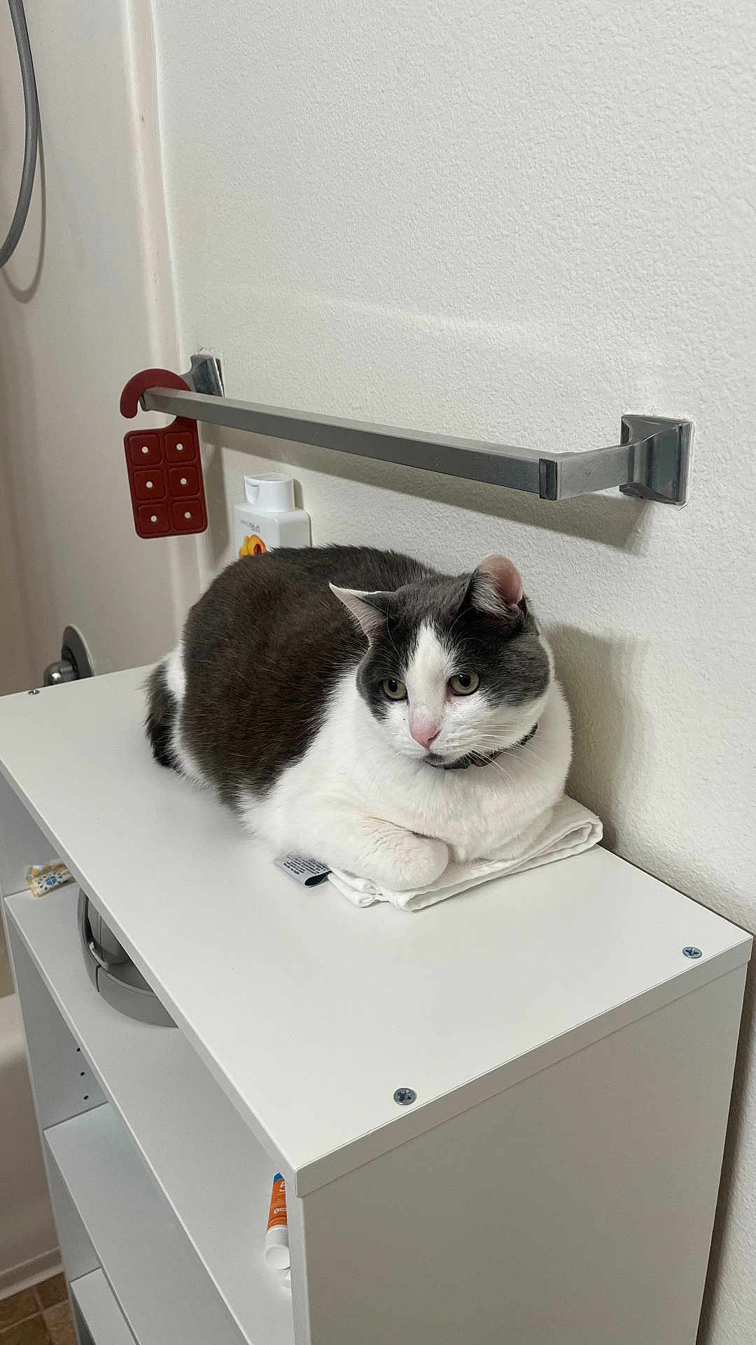 Meena is registered to the contest to win money with this photo: cat, gray_and_white, folded_towel, shelf, bathroom, toiletries, white_wall, curious, domestic_cat, indoor, pet, fur, ears, eyes, collar, resting, furniture, clean, compact, quiet