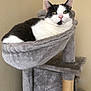 Meena is registered to the contest to win money with this photo: cat, black_and_white_cat, cat_tree, hammock, feline, pet, indoor, plush, gray, fur, relaxed, animal, whiskers, ears, green_eyes, resting, domestic_cat, cute, portrait, household