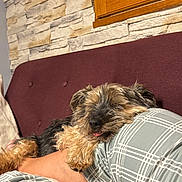 Beethoven a rejoint le concours — aidez-le/la à gagner de superbes lots ! dog, sleeping, resting, plaid_pants, person, leg, couch, maroon_couch, stone_wall, window, indoor, cozy, pet, fur, tongue_out, relaxing, home, comfort, close_up, casual