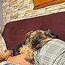 dog, sleeping, resting, plaid_pants, person, leg, couch, maroon_couch, stone_wall, window, indoor, cozy, pet, fur, tongue_out, relaxing, home, comfort, close_up, casual