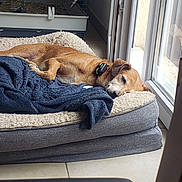 Noisettes a rejoint le concours — aidez-le/la à gagner de superbes lots ! animal, bed, blanket, cage, collar, cozy, daylight, dog, door, fur, furniture, indoor, pet, quiet, relaxing, resting, sleeping, tile_floor, water_bottle, window