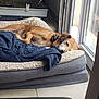 animal, bed, blanket, cage, collar, cozy, daylight, dog, door, fur, furniture, indoor, pet, quiet, relaxing, resting, sleeping, tile_floor, water_bottle, window