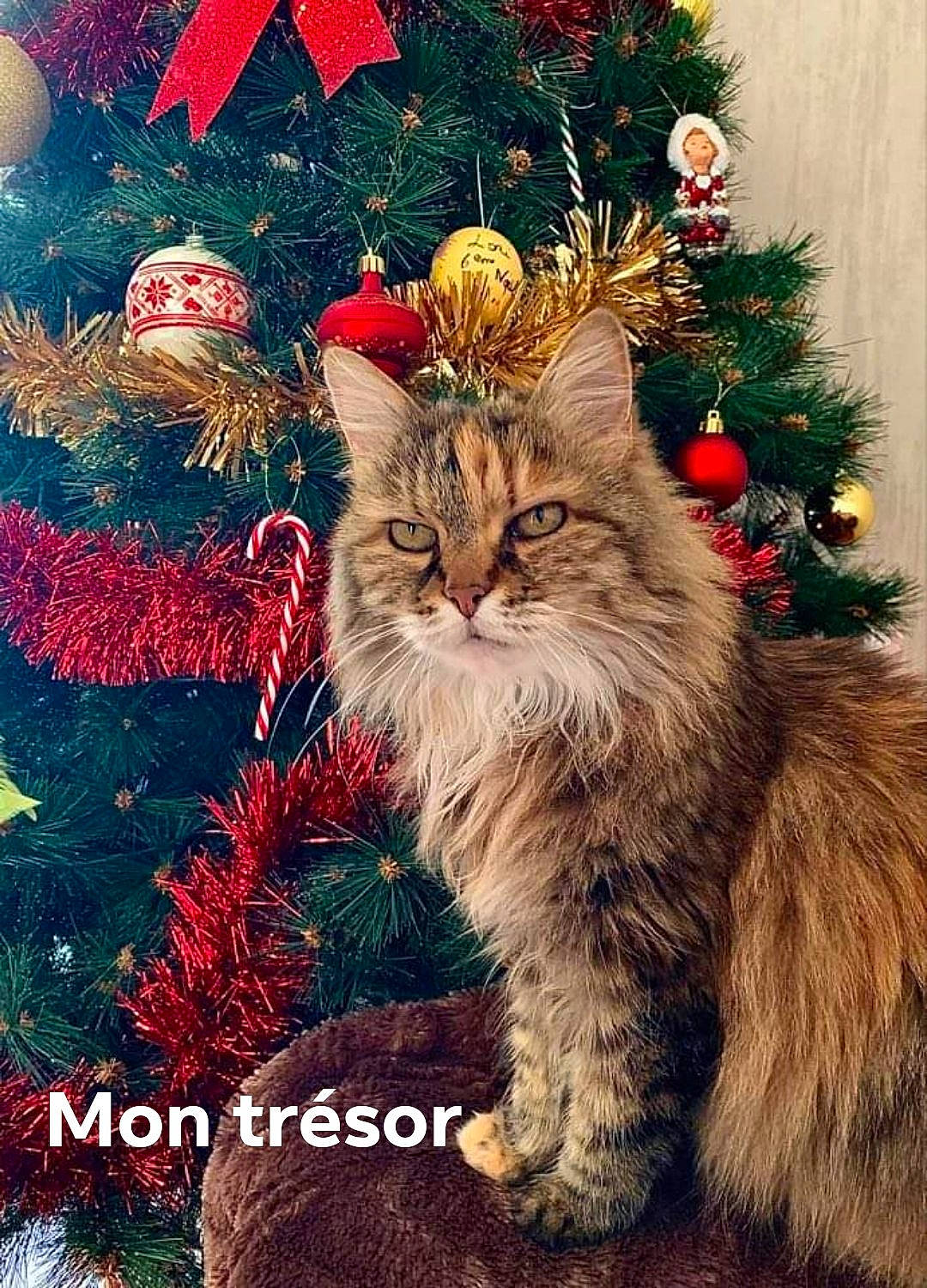Mulady participe au concours pour gagner de l'argent avec cette photo : carnivore, cat, christmas, christmas_decoration, christmas_eve, christmas_ornament, christmas_tree, conifer, event, felidae, fur, holiday, holiday_ornament, interior_design, organism, ornament, pine_family, small_to_medium_sized_cats, vertebrate, whiskers