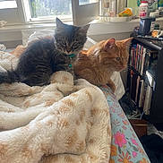 Suede is registered to the contest to win money with this photo: animal, bed, bedroom, bell, blanket, bookshelf, cat, collar, cozy, decor, feline, floral_bedsheet, fur, indoor, orange_cat, pet, resting, sunlight, tabby_cat, window