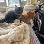 animal, bed, bedroom, bell, blanket, bookshelf, cat, collar, cozy, decor, feline, floral_bedsheet, fur, indoor, orange_cat, pet, resting, sunlight, tabby_cat, window