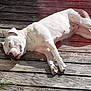 animal, brown_spots, canine, daylight, dog, fur, nap, nature, outdoor, paws, peaceful, pet, quiet, relaxed, resting, sleeping, sunlight, sunny, white_dog, wooden_deck