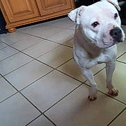 Naya a rejoint le concours — aidez-le/la à gagner de superbes lots ! animal, cabinet, canine, curious, dog, domestic, floor, home, indoor, looking_away, pet, plant_pot, quiet, room, shelf, standing, tile_floor, white_dog, wooden_cabinet, yellow_mug