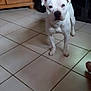 Naya participe au concours pour gagner de l'argent avec cette photo : cabinet, calm, canine, curious, dog, domestic_animal, floor_tile, furniture, home, indoor, living_room, looking_at_camera, mug, pet, plant_pot, quiet, standing, television, tile_floor, white_dog