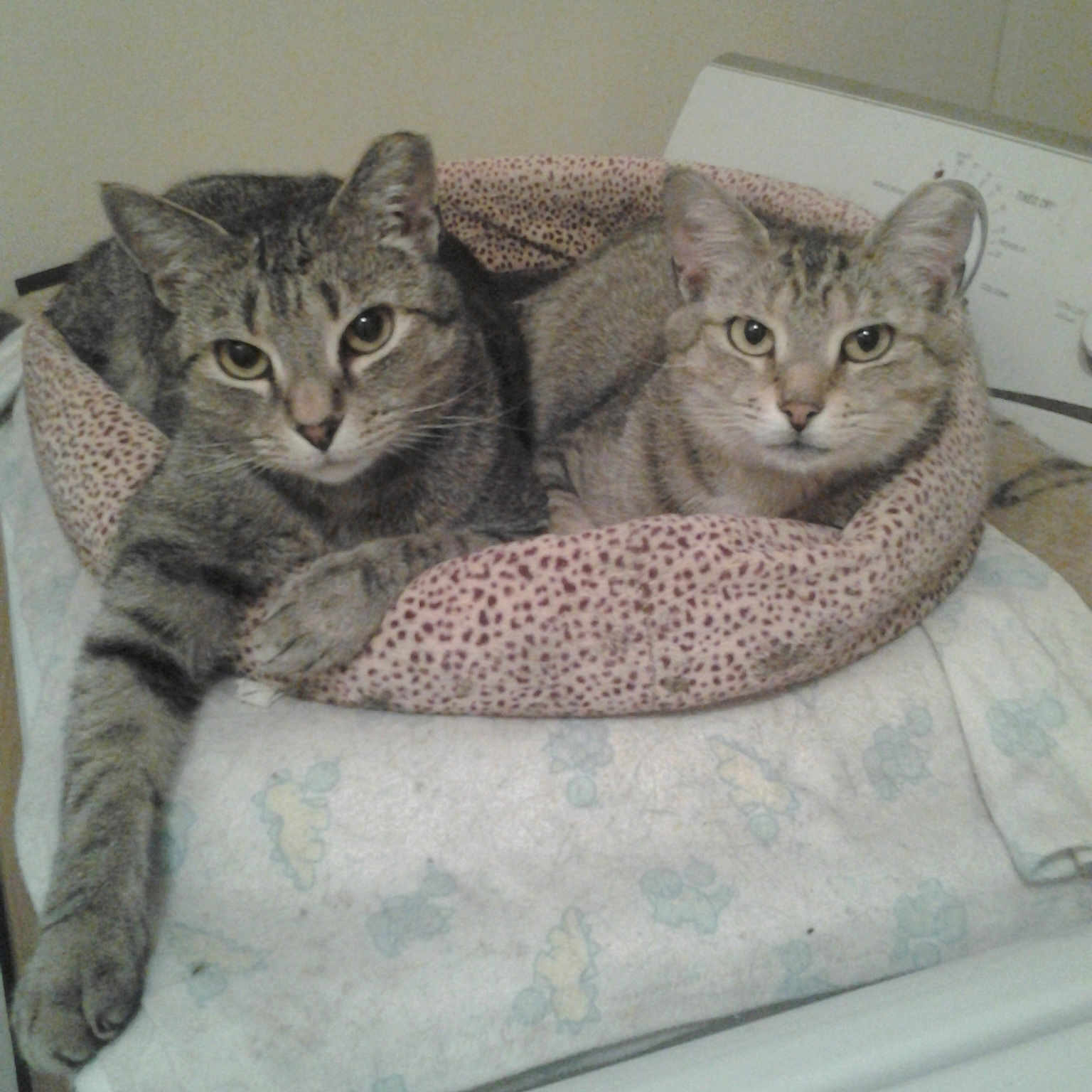Toby And Puff