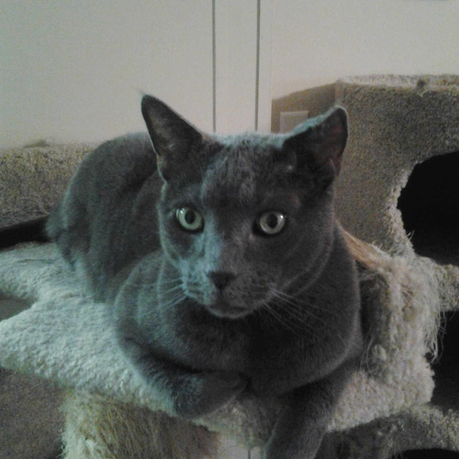 Tigerblue is registered to the contest to win money with this photo: asian, black_cat, british_shorthair, burmese, carnivore, cat, chartreux, domestic_short_haired_cat, felidae, german_rex, korat, mammal, nebelung, russian_blue, small_to_medium_sized_cats, snout, vertebrate, whiskers