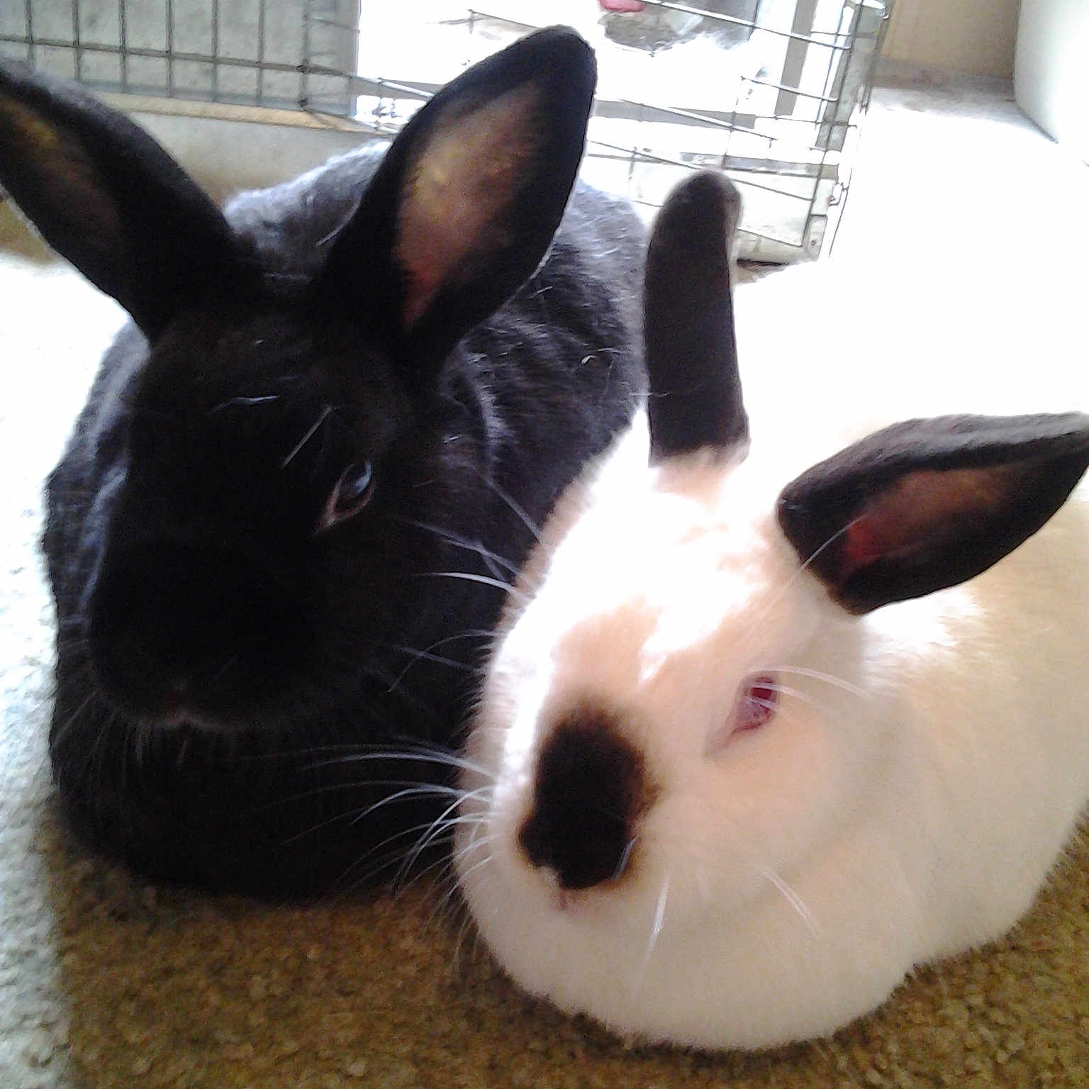 Hershey And Ruby