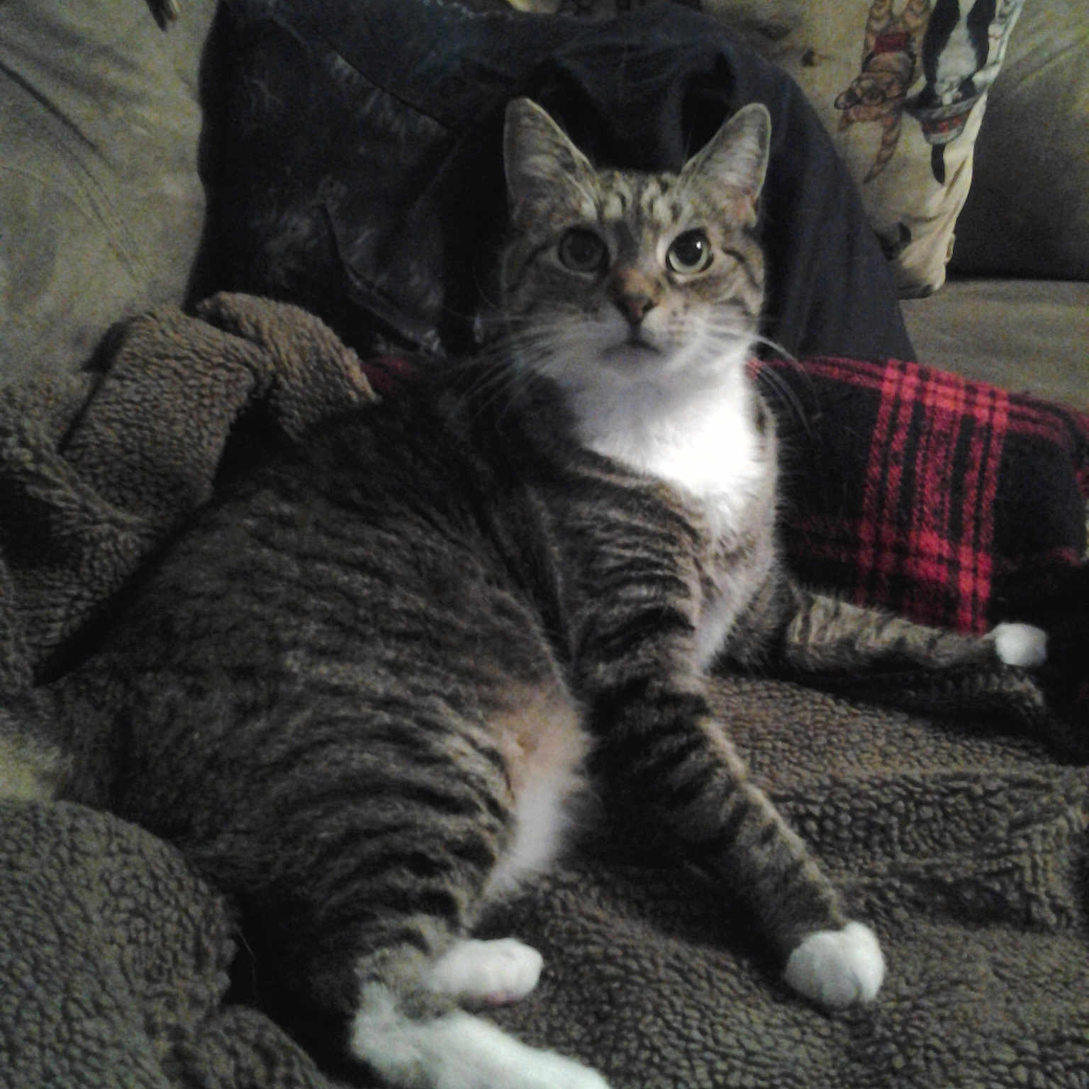 Bella