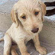 Molly joined the competition — help win amazing prizes! puppy, dog, young_dog, light_fur, sitting, porch, concrete, chalk, wooden_stump, doormat, outdoor, pet, cute, animal, fur, ears, face, paw, step, looking