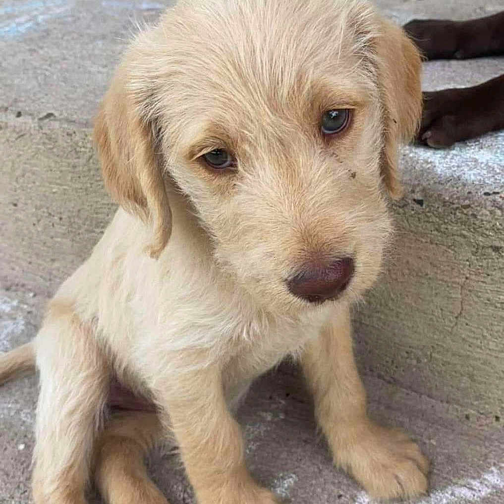 Molly joined the competition — help win amazing prizes! puppy, dog, young_dog, light_fur, sitting, porch, concrete, chalk, wooden_stump, doormat, outdoor, pet, cute, animal, fur, ears, face, paw, step, looking
