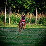 Vasco a rejoint le concours — aidez-le/la à gagner de superbes lots ! active, animal, brown_dog, canine, daylight, dog, fence, field, grass, greenery, happy, motion, nature, outdoor, pet, playful, red_toy, running, summer, toy