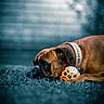 Vasco a rejoint le concours — aidez-le/la à gagner de superbes lots ! animal, background_blur, ball, brown_dog, canine, close_up, collar, companion, dog, fence, grass, lying_down, nature, outdoor, pet, portrait, quiet, resting, sad, toy