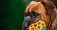 Vasco a rejoint le concours — aidez-le/la à gagner de superbes lots ! animal, background_blur, brown_dog, canine, closeup, collar, cute, dog, grass, green_toy, nature, orange_toy, outdoor, paw, pet, playing, portrait, snout, summer, toy