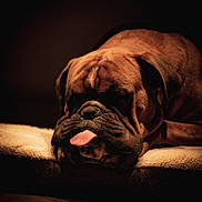 Vasco a rejoint le concours — aidez-le/la à gagner de superbes lots ! animal, bed, brown_fur, bulldog, closeup, cute, dark_background, dog, domestic_animal, indoor, moody_lighting, pet, portrait, quiet, relaxed, resting, sleeping, soft_texture, tongue_out, wrinkles