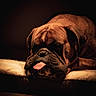animal, bed, brown_fur, bulldog, closeup, cute, dark_background, dog, domestic_animal, indoor, moody_lighting, pet, portrait, quiet, relaxed, resting, sleeping, soft_texture, tongue_out, wrinkles