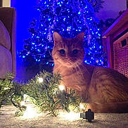 Clyde is registered to the contest to win money with this photo: cat, orange_tabby, christmas_tree, blue_lights, christmas_lights, indoor, carpet, festive, holiday, decorations, furniture, couch, basket, warm_lighting, pet, animal, domestic_cat, relaxing, cozy, home