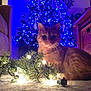animal, basket, blue_lights, carpet, cat, christmas_lights, christmas_tree, couch, cozy, decorations, domestic_cat, festive, furniture, holiday, home, indoor, orange_tabby, pet, relaxing, warm_lighting