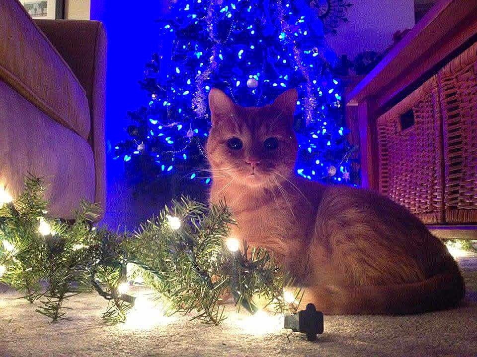 Clyde is registered to the contest to win money with this photo: cat, orange_tabby, christmas_tree, blue_lights, christmas_lights, indoor, carpet, festive, holiday, decorations, furniture, couch, basket, warm_lighting, pet, animal, domestic_cat, relaxing, cozy, home