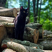 Onyx is registered to the contest to win money with this photo: black_cat, cat, logs, wood, forest, trees, nature, outdoor, animal, wildlife, yellow_eyes, mammal, feline, stacked_logs, bark, sunlight, greenery, blurred_background, alert, standing