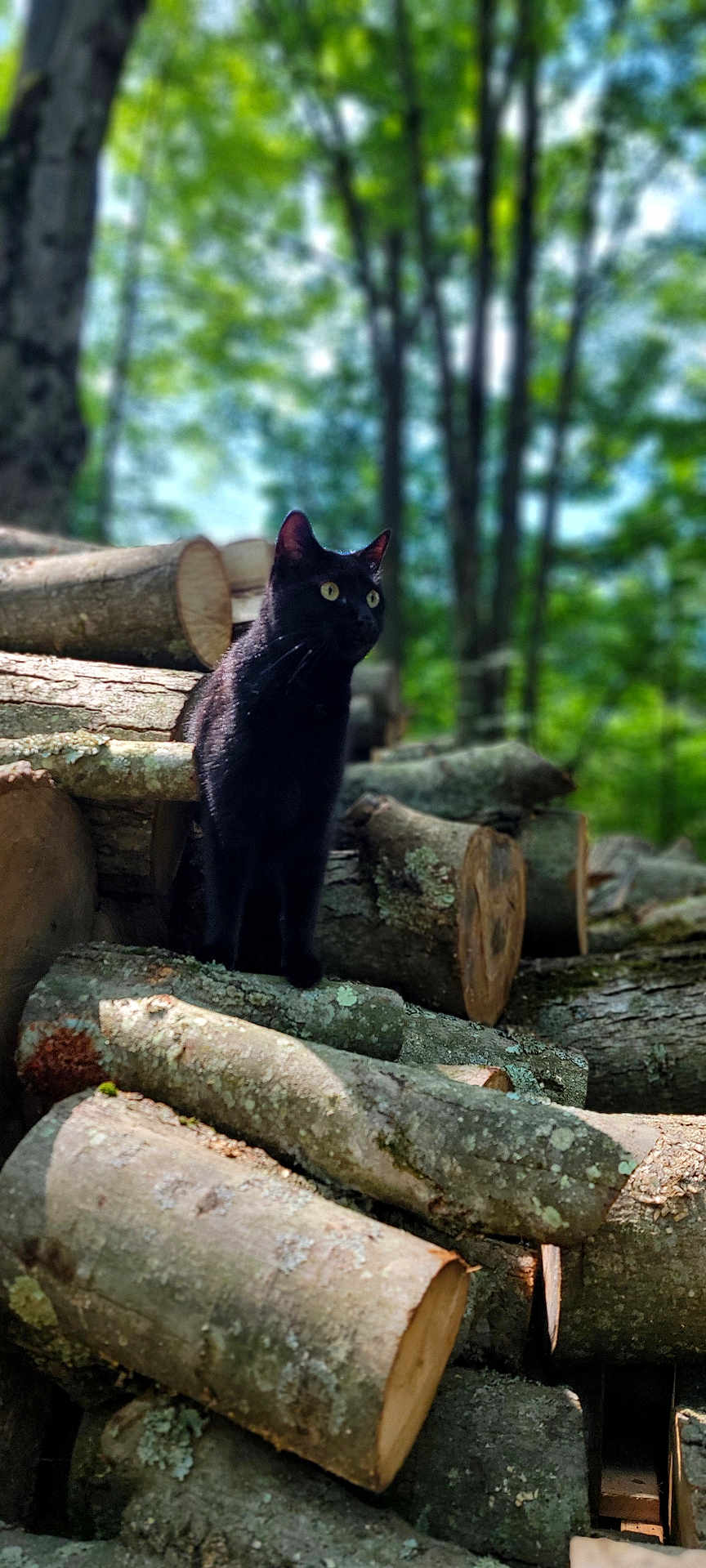 Onyx