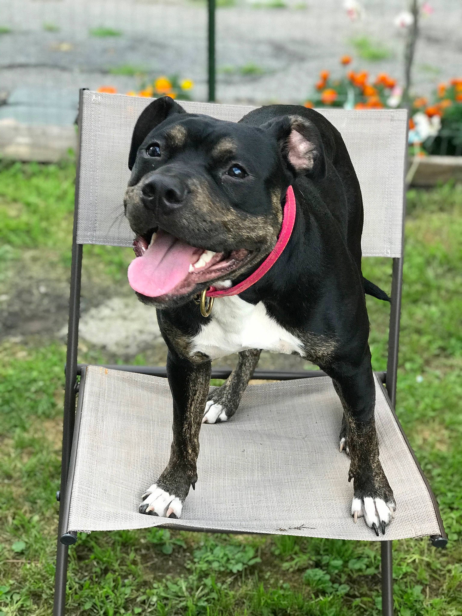 Sadie is registered to the contest to win money with this photo: canidae, carnivore, collar, companion_dog, dog, dog_breed, dog_collar, dog_supply, fashion_accessory, fawn, grass, leash, pet_supply, plant, snout, sporting_group, tail, window, working_animal, working_dog