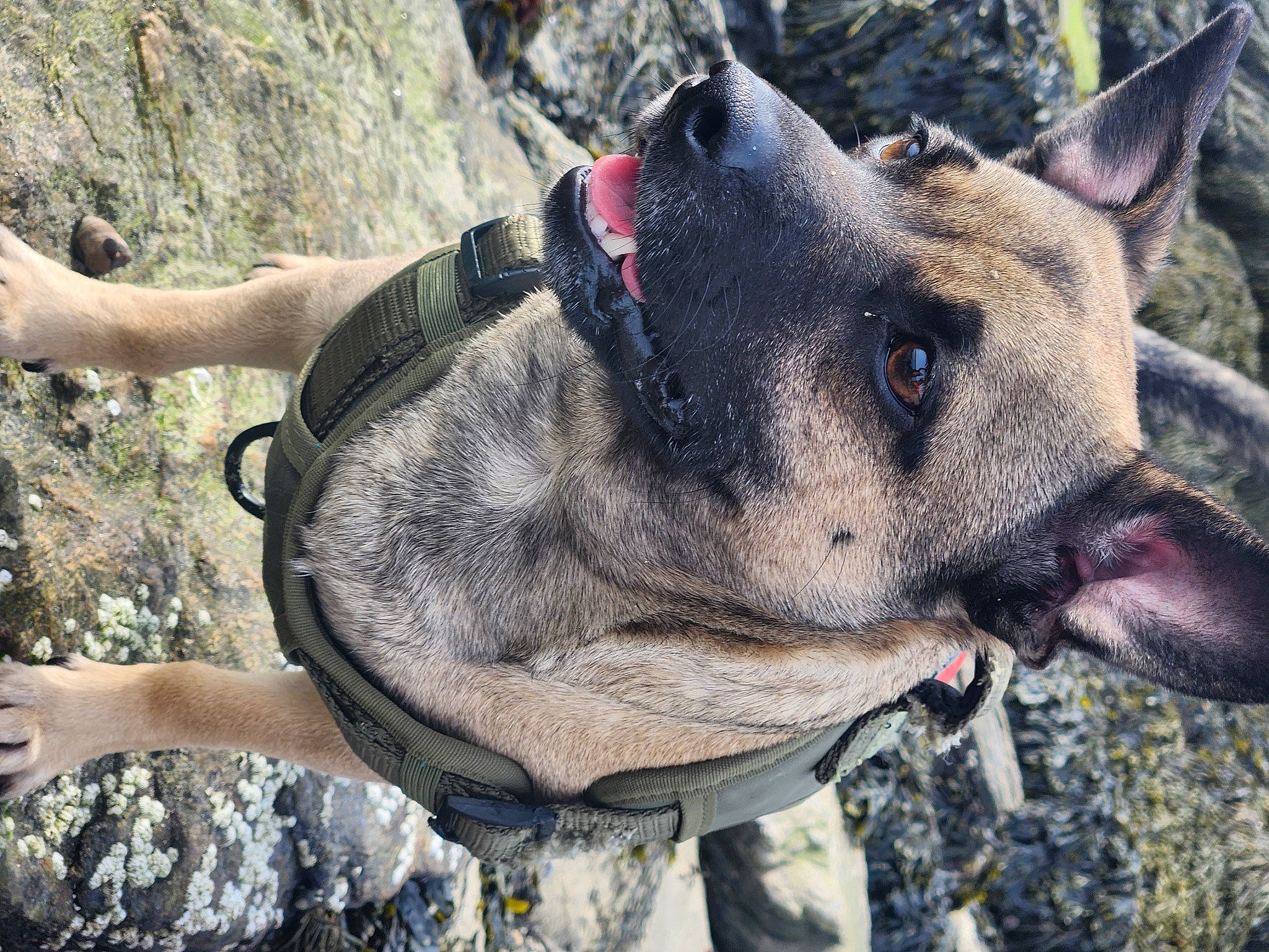 Willy joined the competition — help win amazing prizes! adventure, ancient_dog_breeds, bedrock, canidae, carnivore, collar, dog, dog_breed, dog_collar, fashion_accessory, fawn, non_sporting_group, rock, snout, sporting_group, terrestrial_animal, whiskers, working_animal, working_dog, wrinkle