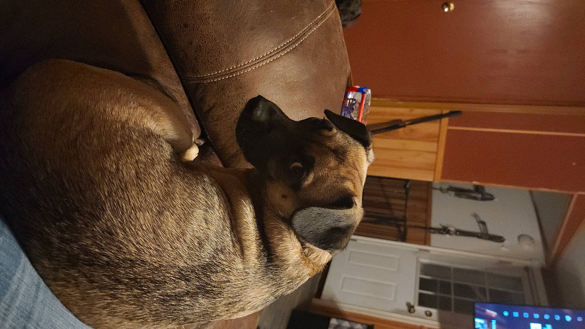 Willy is registered to the contest to win money with this photo: canidae, carnivore, comfort, companion_dog, couch, dog, dog_breed, ear, fawn, felidae, flooring, fur, human_leg, room, small_to_medium_sized_cats, snout, sporting_group, whiskers, wood, working_animal