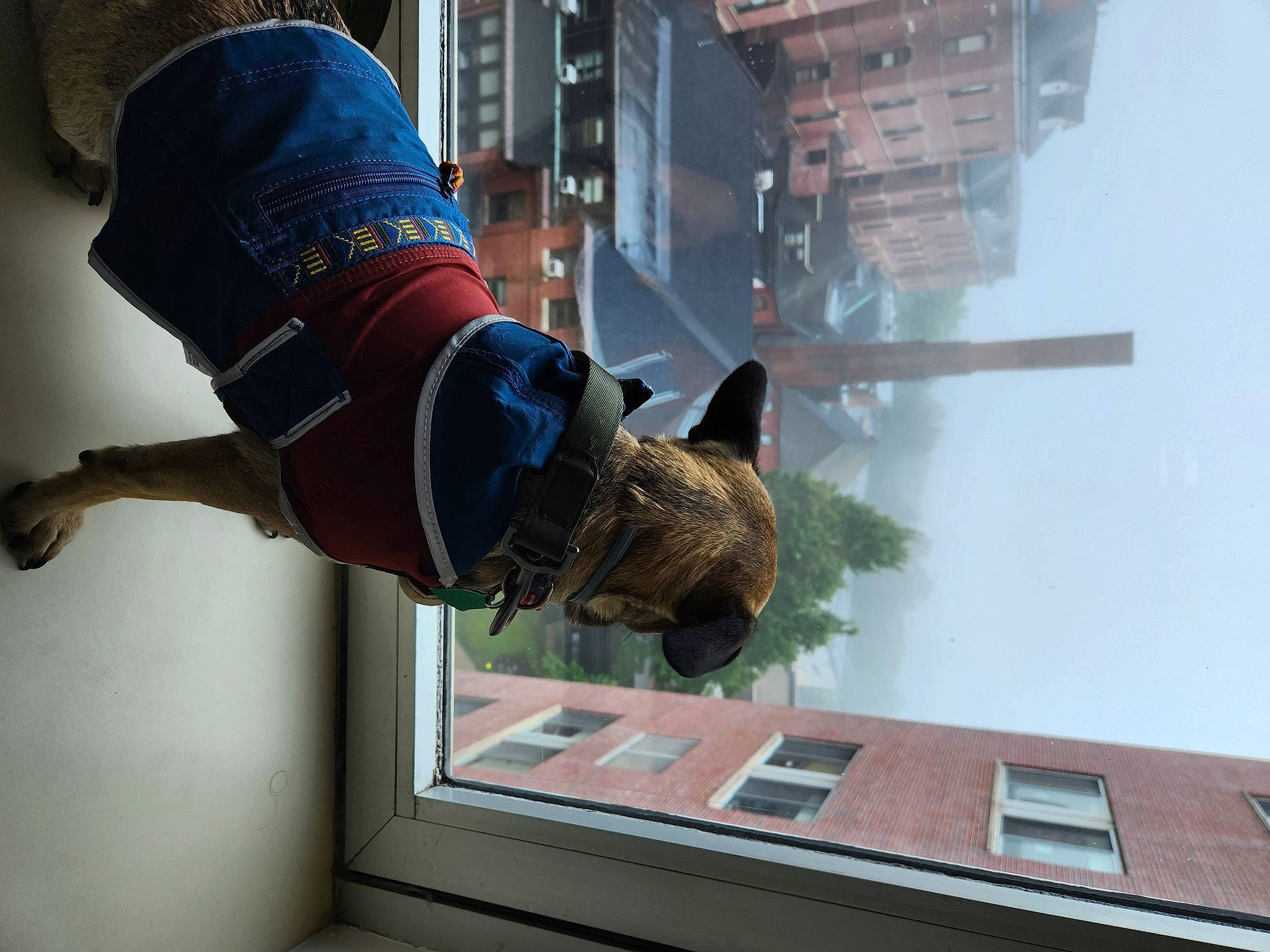 Willy joined the competition — help win amazing prizes! building, carmine, denim, facade, fun, gesture, human_leg, knee, sky, sportswear, thigh, tree, waist, window, wood, wrist