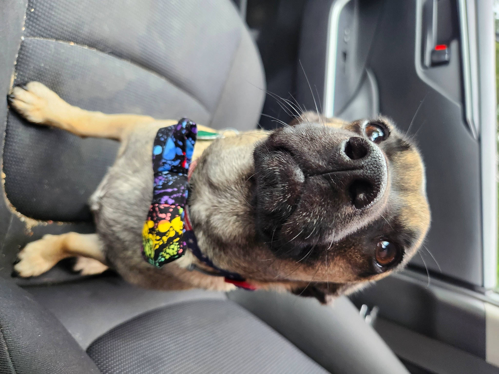 Willy joined the competition — help win amazing prizes! auto_part, canidae, car_seat, carnivore, claw, collar, comfort, companion_dog, dog, dog_breed, dog_collar, fur, leash, mammal, motor_vehicle, sporting_group, vehicle, vehicle_door, vertebrate, working_animal