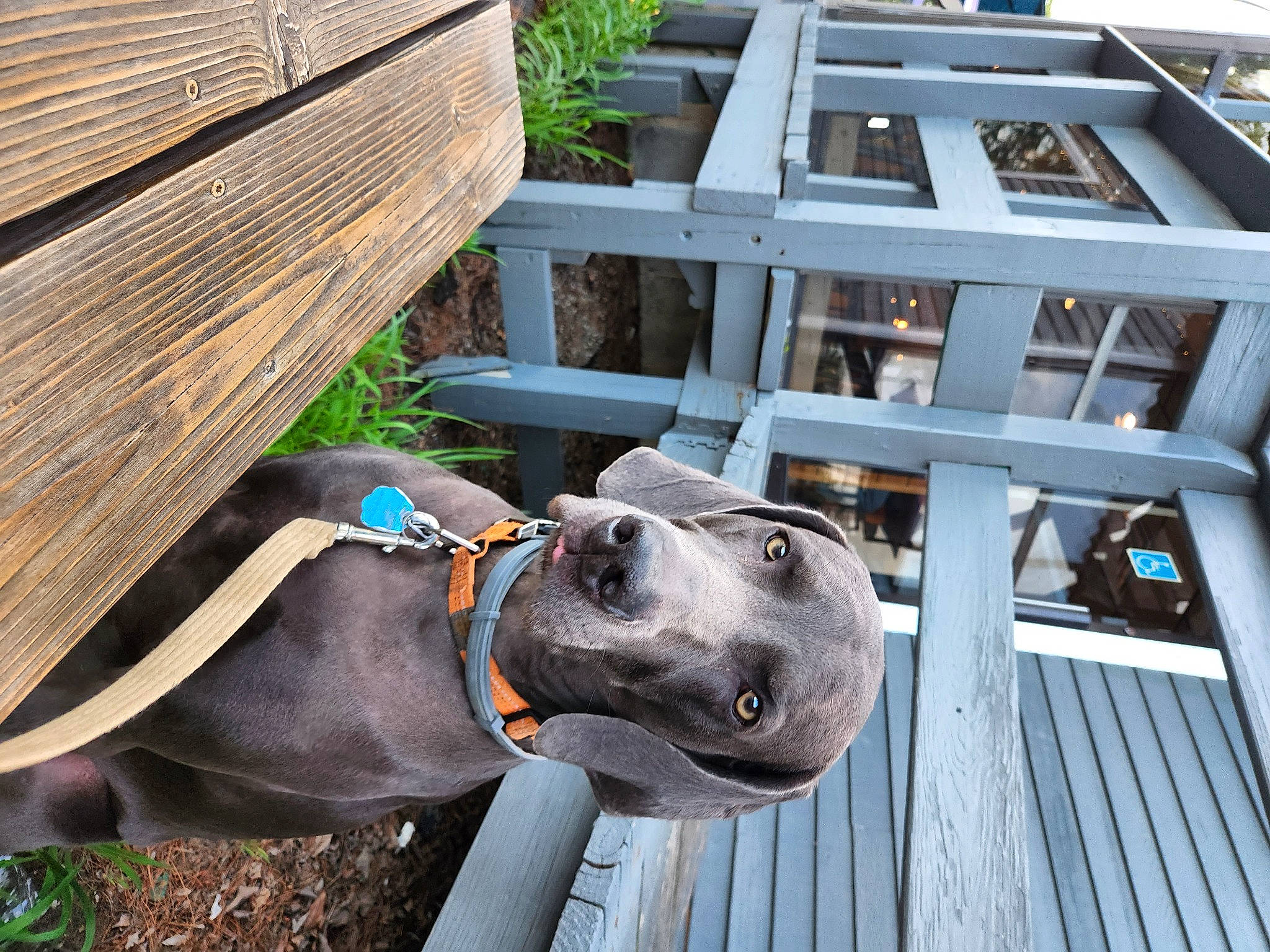 Wesson is registered to the contest to win money with this photo: building, canidae, carnivore, collar, companion_dog, dog, dog_breed, dog_collar, dog_supply, fashion_accessory, fawn, hardwood, house, pet_supply, plank, snout, sporting_group, wood, wood_stain, working_animal