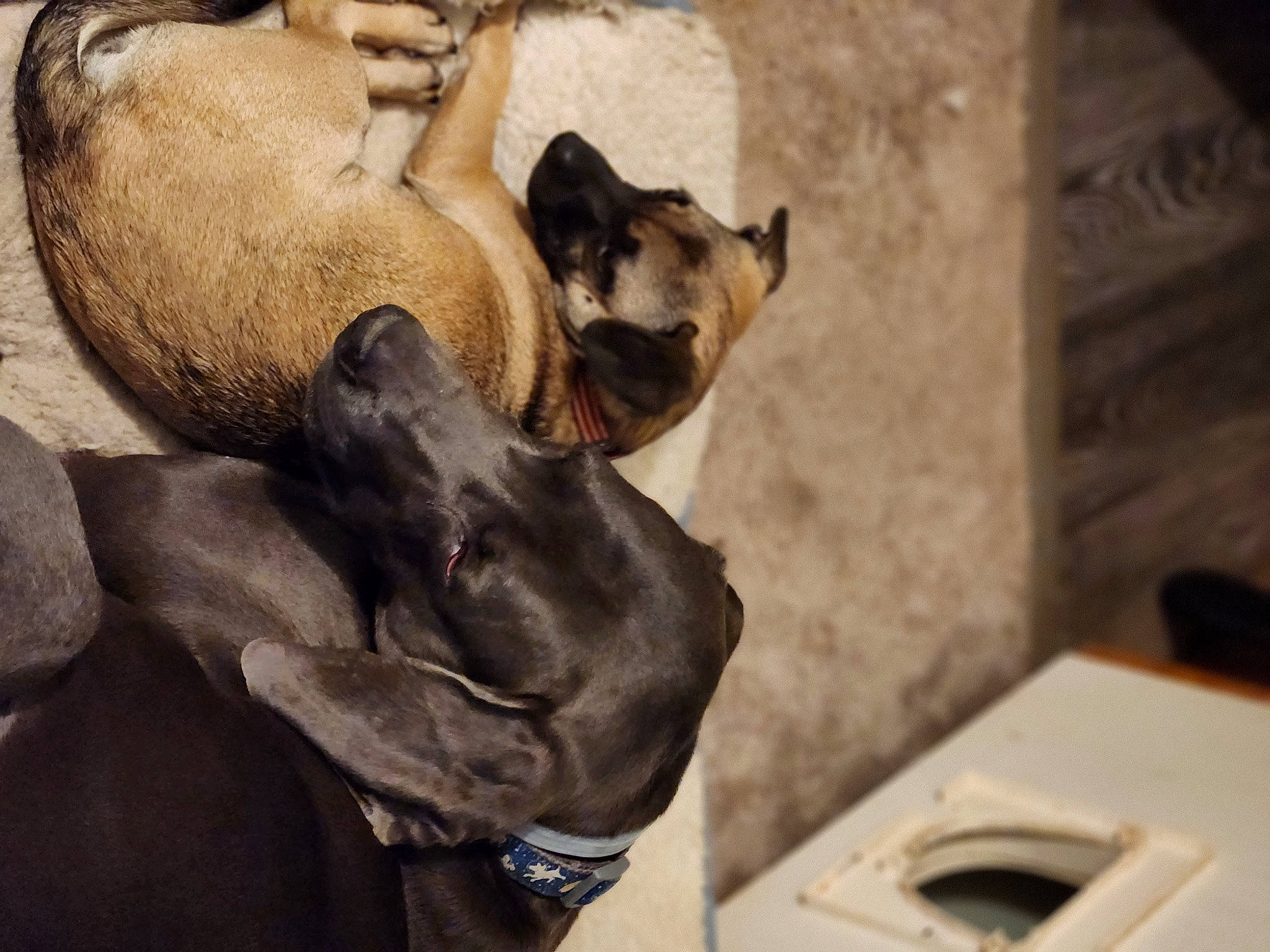 Wesson is registered to the contest to win money with this photo: carnivore, comfort, companion_dog, dog, dog_breed, ear, fawn, felidae, fur, gesture, glasses, jaw, mammal, paw, snout, toy_dog, vertebrate, whiskers, working_animal, wrinkle