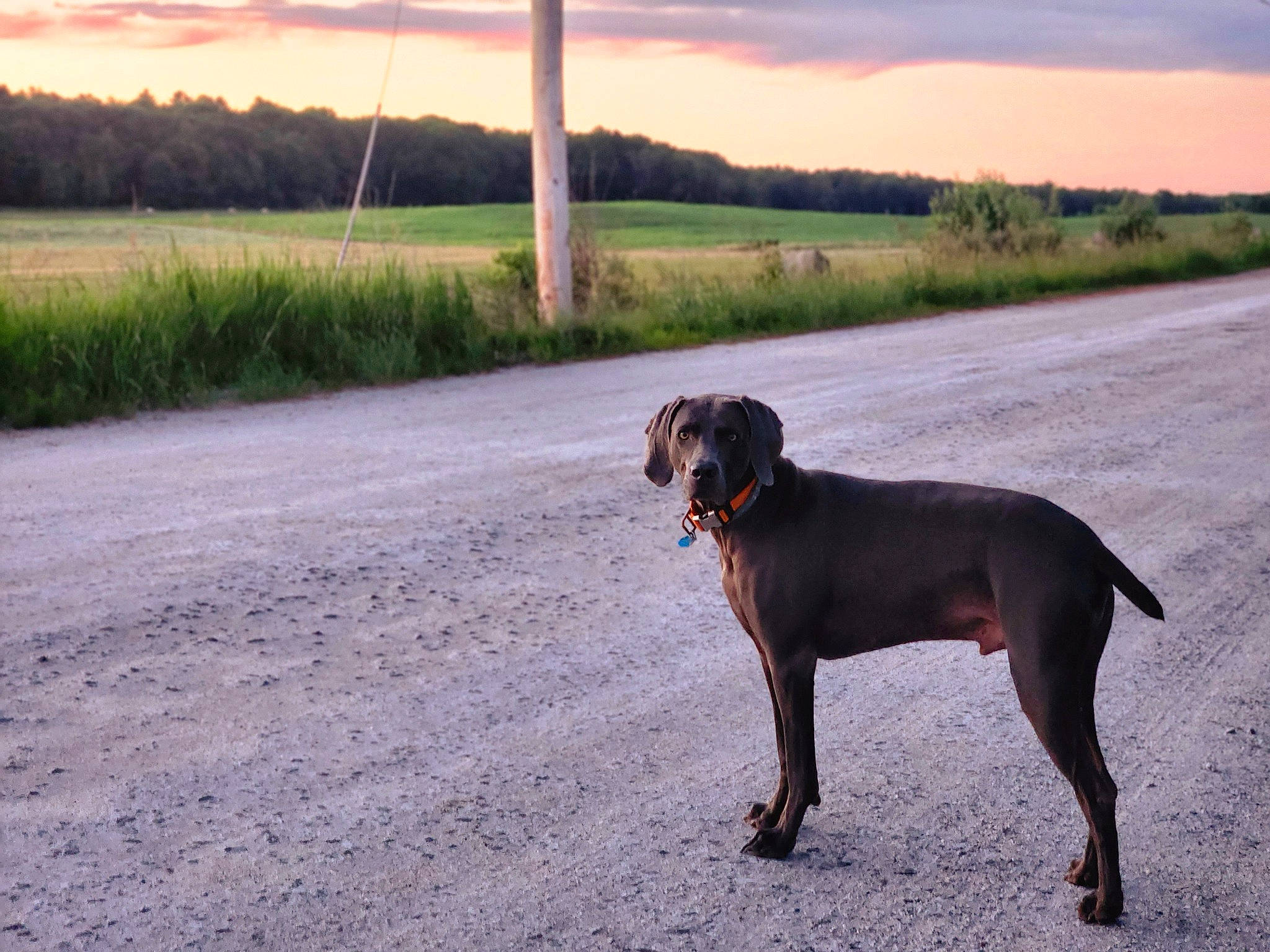 Wesson joined the competition — help win amazing prizes! carnivore, cloud, collar, companion_dog, dog, dog_breed, dog_collar, fawn, grassland, gun_dog, landscape, leash, liver, plant, sky, snout, sporting_group, tail, tree, working_animal