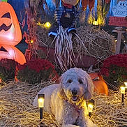 Summer joined the competition — help win amazing prizes! animal, cute, decoration, dog, fall, festive, flower, garden, grass, halloween, holiday, light, night, orange, outdoor, pumpkin, scarecrow, smiling, straw, yard