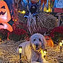 animal, cute, decoration, dog, fall, festive, flower, garden, grass, halloween, holiday, light, night, orange, outdoor, pumpkin, scarecrow, smiling, straw, yard