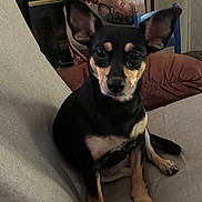 Lilly joined the competition — help win amazing prizes! dog, black_dog, tan_dog, small_dog, sitting, couch, indoor, ears, pet, animal, looking, face, fur, nose, paws, blanket, cushion, home, furniture, cozy