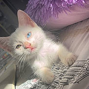 Misaki is registered to the contest to win money with this photo: kitten, cat, white_cat, heterochromia, blue_eye, brown_eye, bed, pillow, purple_pillow, sunlight, indoor, cozy, cute, pet, whiskers, fur, relaxing, animal, closeup, sleepy