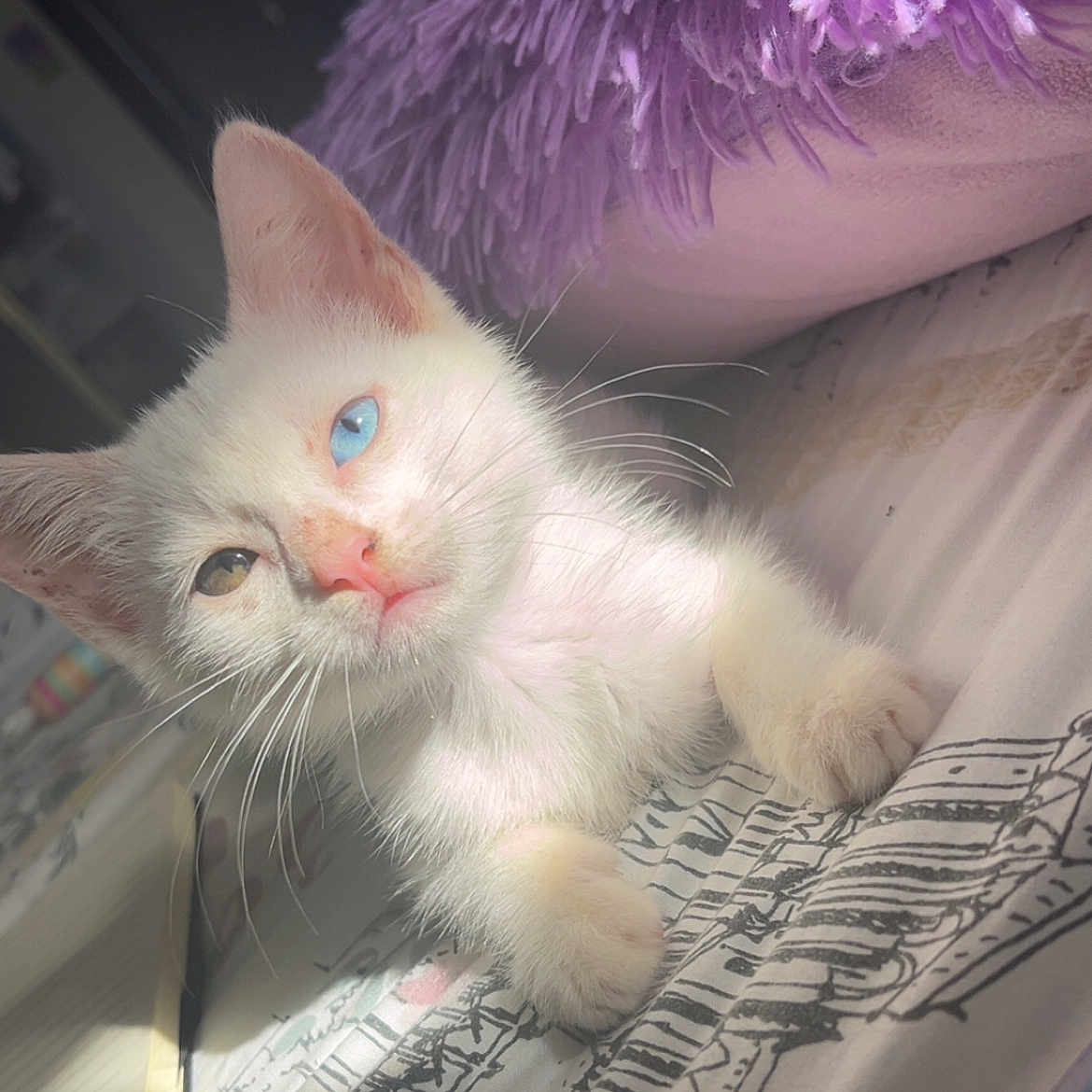 Misaki is registered to the contest to win money with this photo: animal, bed, blue_eye, brown_eye, cat, closeup, cozy, cute, fur, heterochromia, indoor, kitten, pet, pillow, purple_pillow, relaxing, sleepy, sunlight, whiskers, white_cat