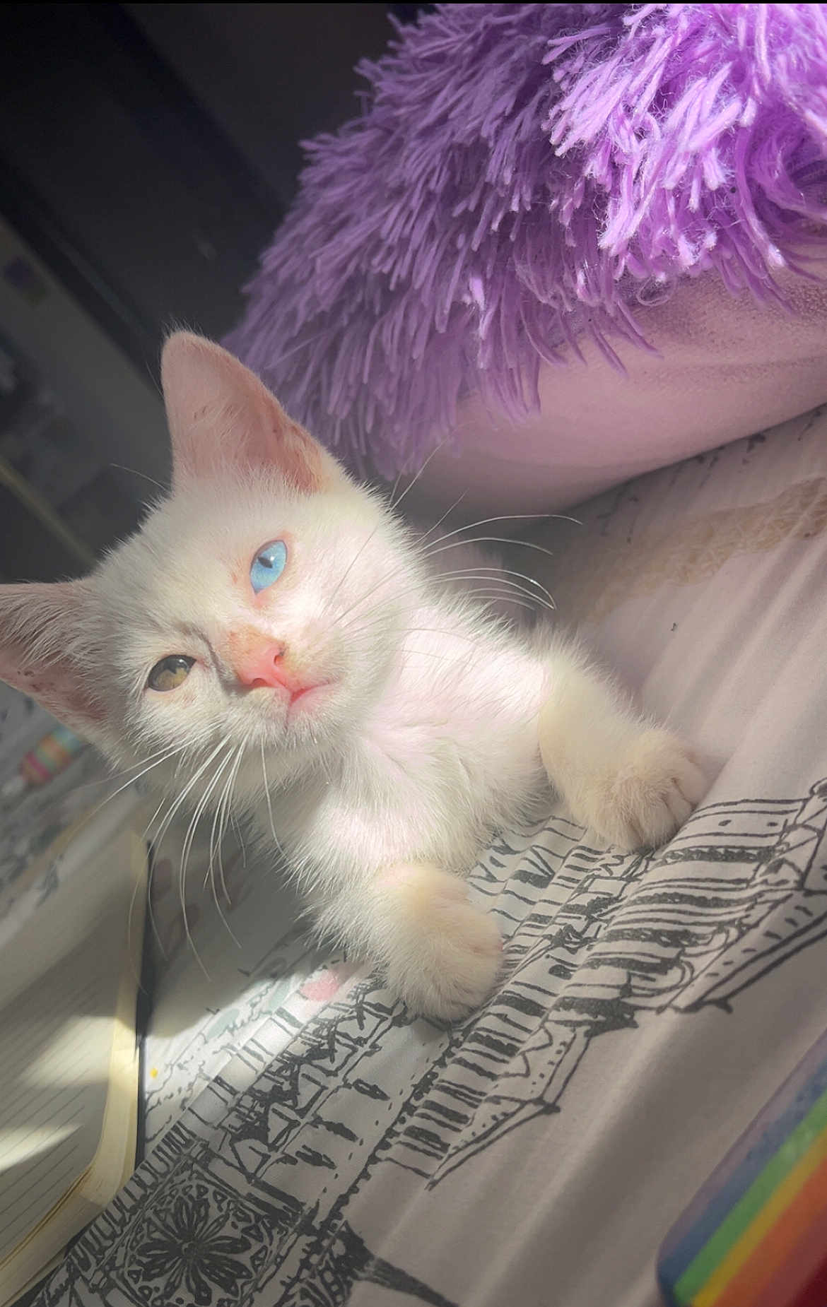 Misaki is registered to the contest to win money with this photo: kitten, cat, white_cat, heterochromia, blue_eye, brown_eye, bed, pillow, purple_pillow, sunlight, indoor, cozy, cute, pet, whiskers, fur, relaxing, animal, closeup, sleepy
