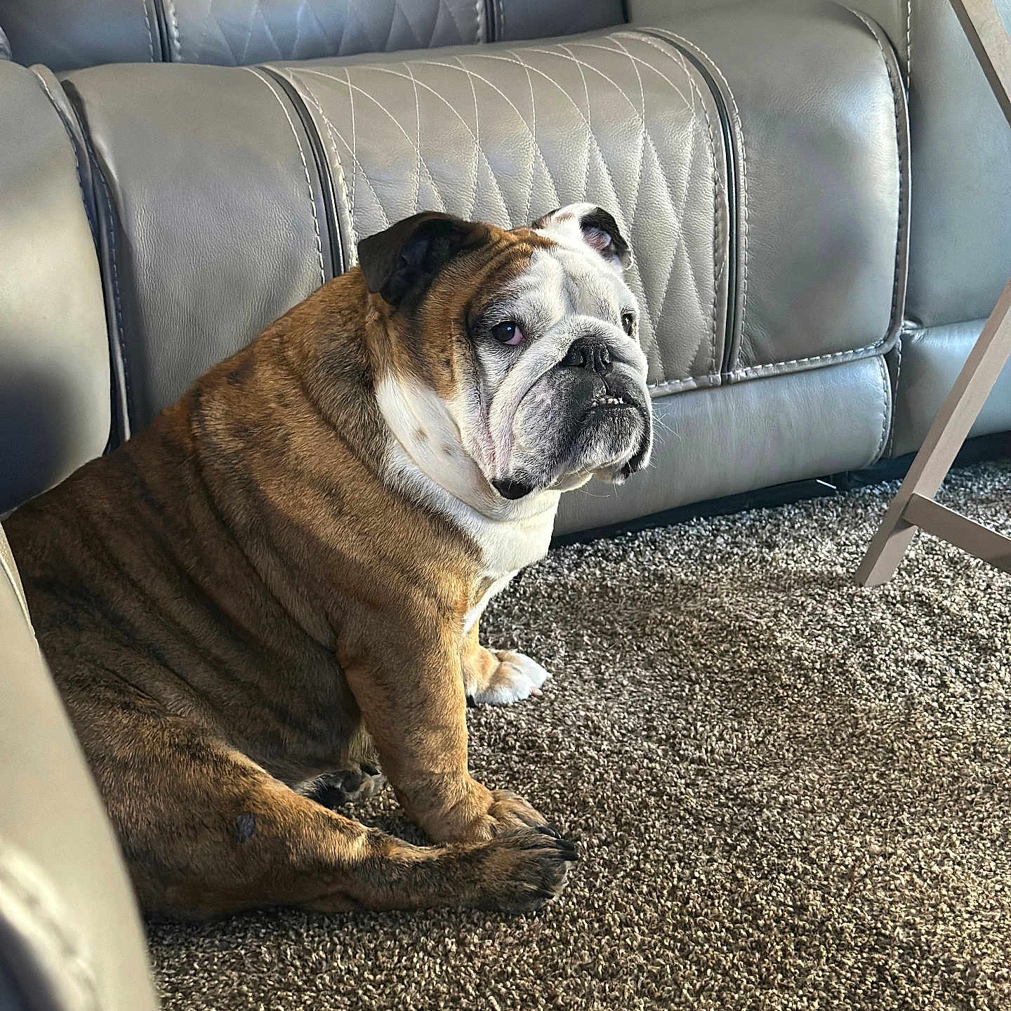 Zehir Jr. joined the competition — help win amazing prizes! animal, ball, boxer, bulldog, canine, couch, cushion, dog, dogbed, frenchbulldog, furniture, homedecor, indoors, interiordesign, person, pet, pitbull, pug, puppy, sleeping