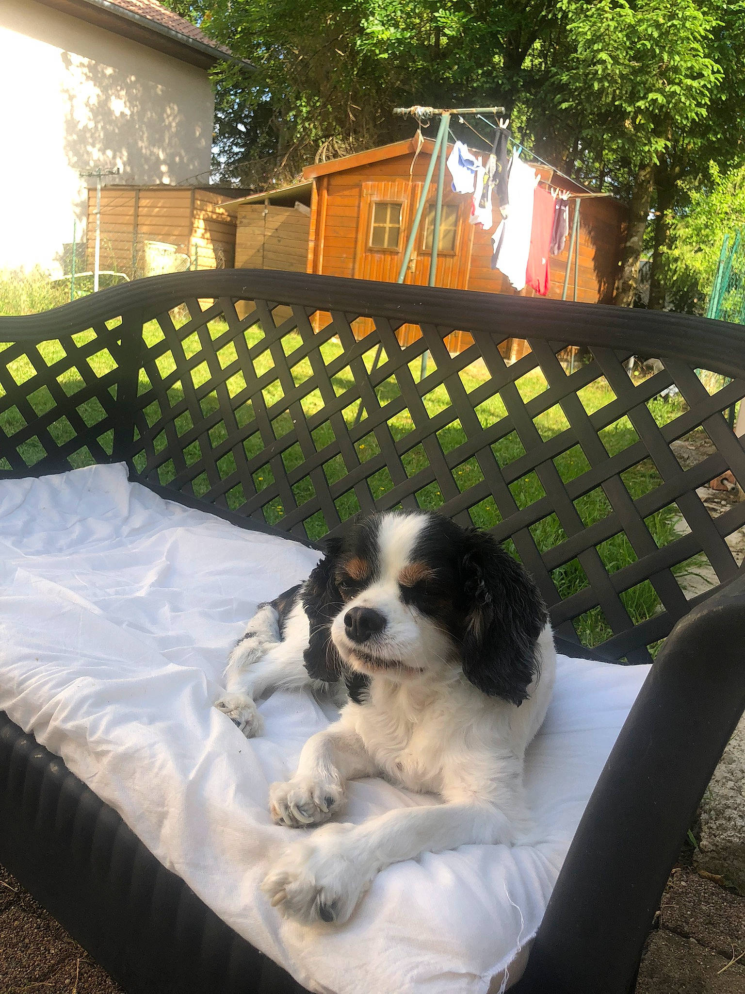 Alvin participe au concours pour gagner de l'argent avec cette photo : carnivore, comfort, companion_dog, couch, dog, dog_breed, grass, home, landseer, leisure, outdoor_furniture, plant, recreation, shade, sporting_group, tints_and_shades, toy_dog, tree, wood, working_animal
